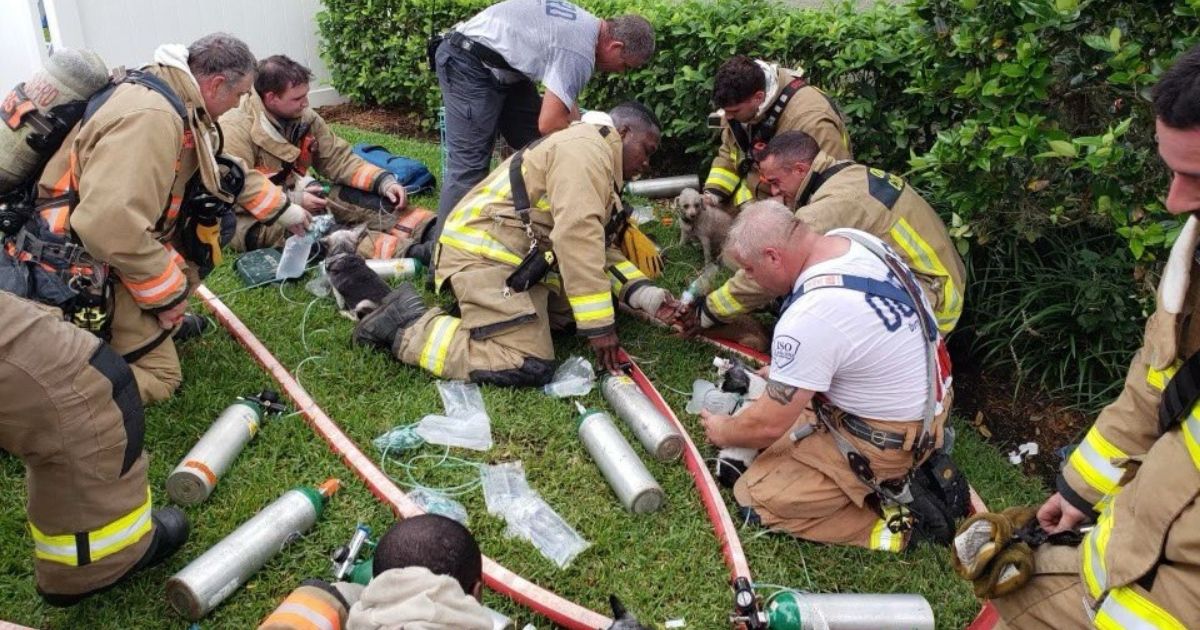Firefighters attend to small dogs found during a house fire.