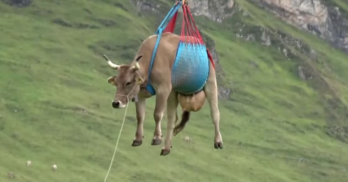 An injured cow is airlifted down the Alps so it doesn't have to make the strenuous trek with its herdmates.