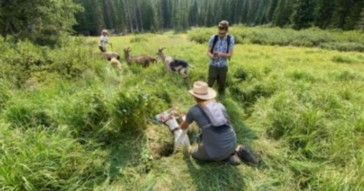 Good samaritans rescue a 300-pound goat that got stuck in a ditch in Meeker, Colorado.