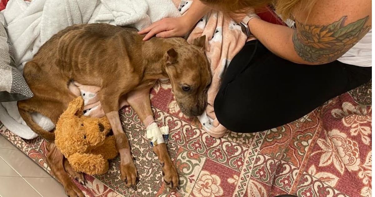 Khaleesi, a stray dog found starving on the streets of Lehigh Acres, Florida, is fighting for her life in the ICU.