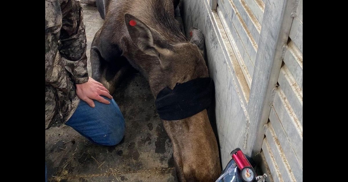 One of the moose that were relocated to Craig, Colorado, is shown after a baby moose fell into the open basement of a burned-out house in Grand Lake.