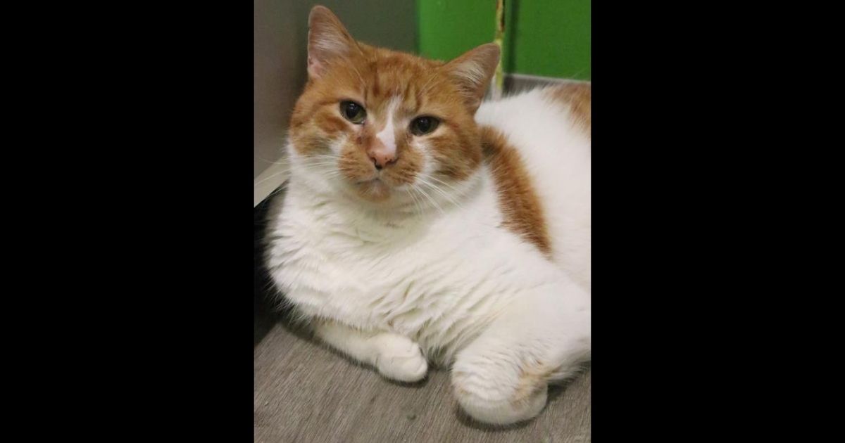 Pictured above is an adoptable senior cat at Fancy Cats & Dogs Rescue Team, which runs a special program to bring seniors and senior cats together.
