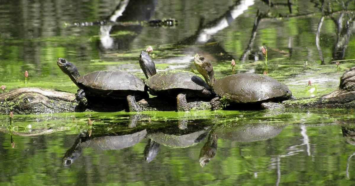 Western pond turtles bask on a log in an Oregon wetland.