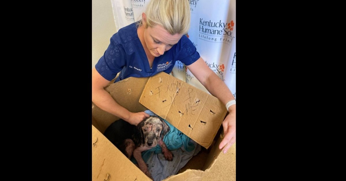 Kentucky Humane Society shelter veterinarian Dr. Emily Bewley examines a pup found taped inside a cardboard box and abandoned on shelter property.