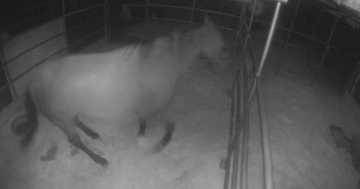A security camera caught two individuals abusing a 30-year-old horse named Indy in his stall.