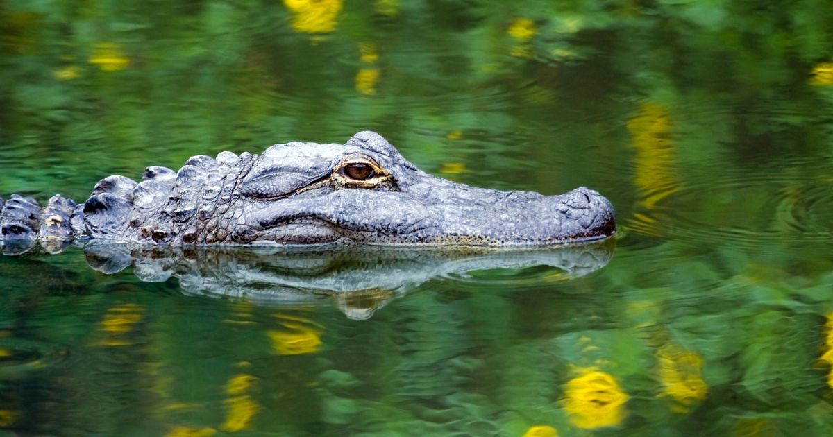 An alligator is pictured swimming in the Everglades in Florida.