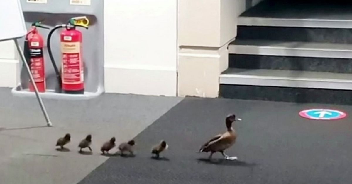 A family of ducks turned heads when they waddled through a British university library recently.