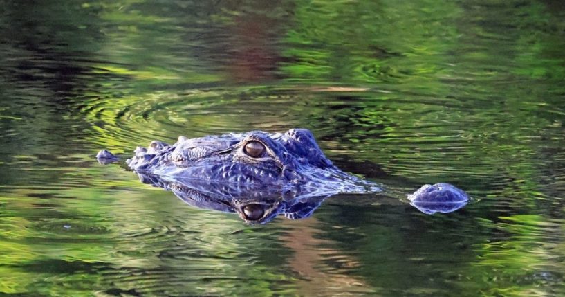 An alligator swims through the Wakodahatchee Wetlands near Delray Beach, Florida, in this file photo from March 28, 2021.