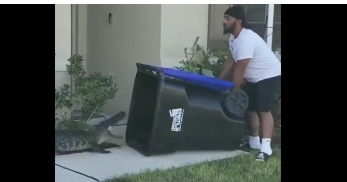 A video of Florida resident Eugene Bozzi trapping a wayward alligator in a rolling recycle bin has gone viral on social media.