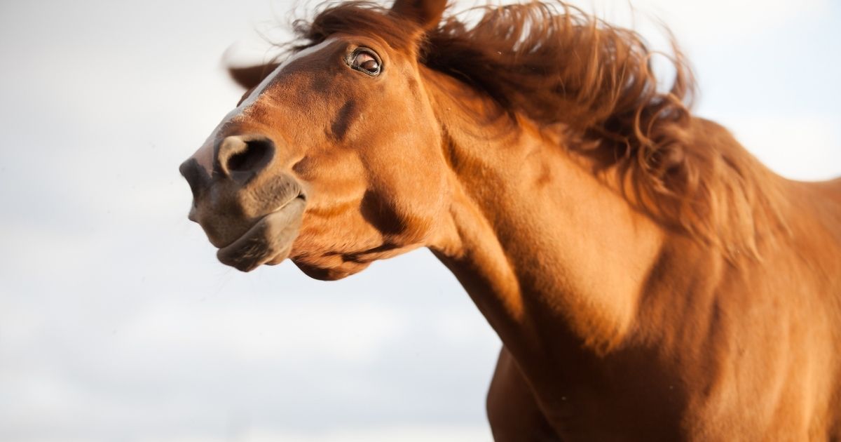 A horse looks surprised.