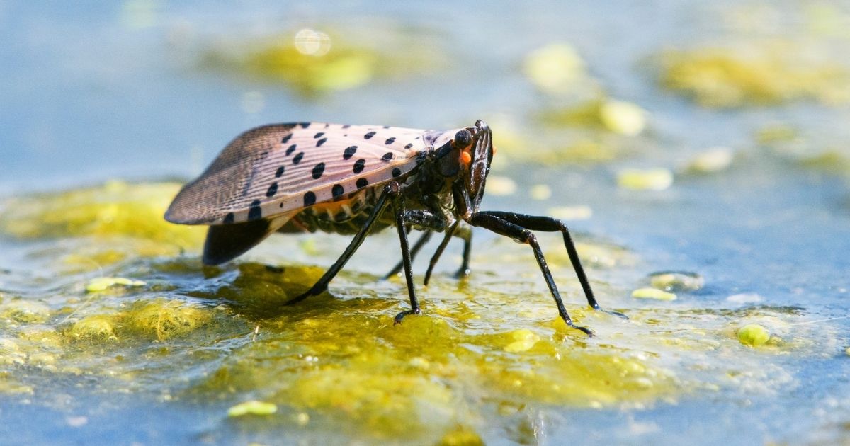 A spotted lanternfly bug with vibrant red wings feeds on pond water in Chester County, Pennsylvania.