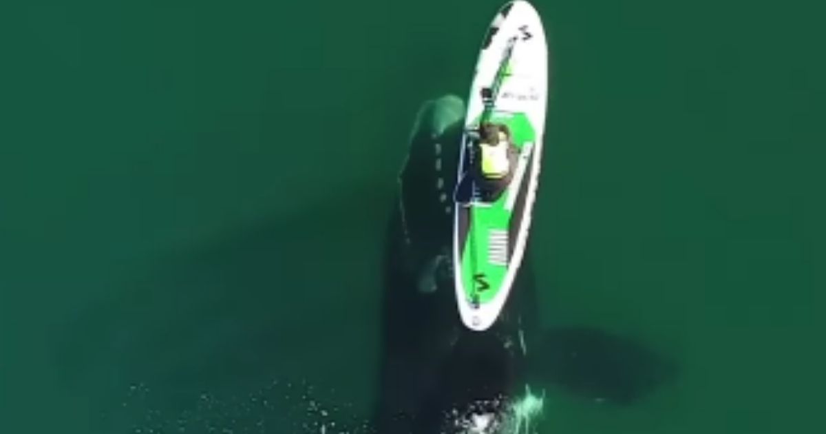 A whale nudges a paddle boarder in Puerto Madryn, Argentina, earlier this summer in this screen shot from a video taken via drone.