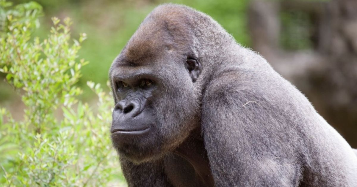 Officials at Zoo Atlanta said 'members' of its gorilla population tested positive for COVID-19, but they did not specify a number. The Atlanta Journal-Constitution placed the figure at 13.