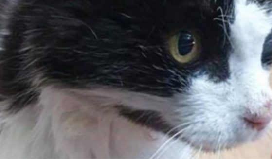 Tom, a black-and-white cat, went missing 12 years ago in Cardiff, Wales.