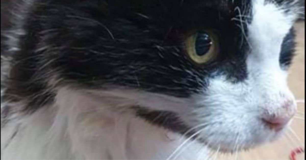 Tom, a black-and-white cat, went missing 12 years ago in Cardiff, Wales.