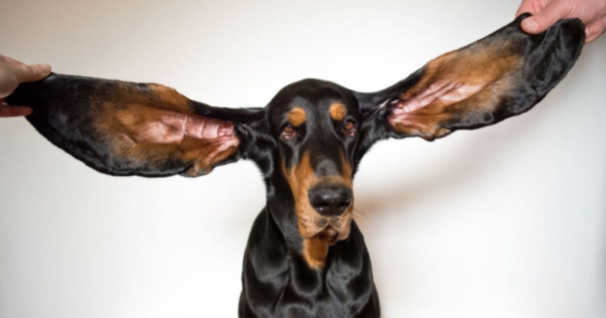 Lou is a 3-year-old coonhound with ears that measure 13.38 inches apiece.