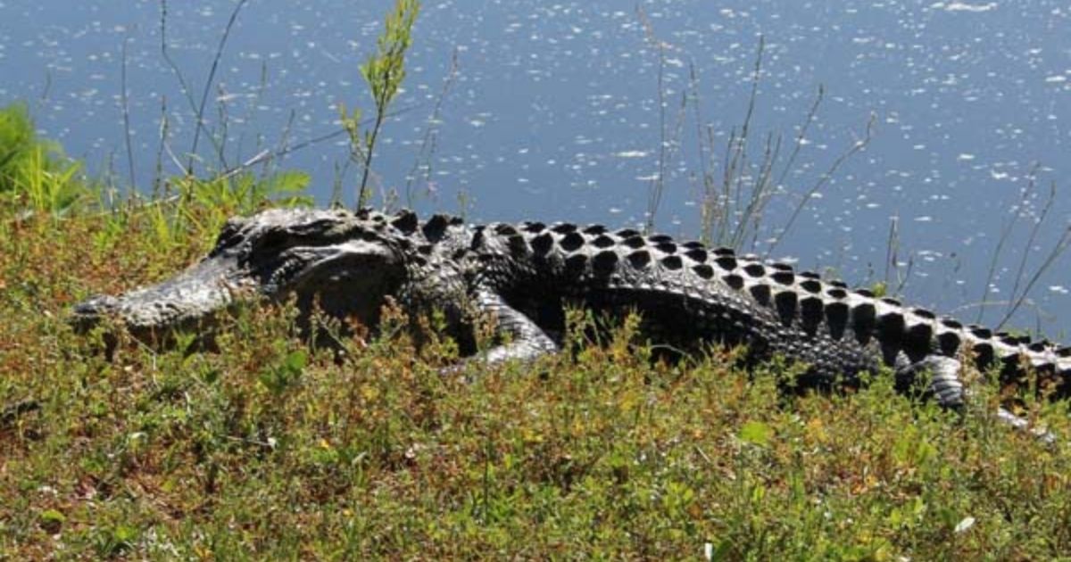 A woman was attacked by an alligator on Thursday on Hilton Head Island, South Carolina.