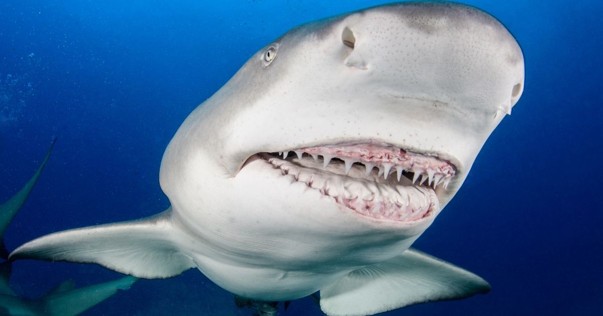 A lemon shark bares its teeth to a diver off West Palm Beach, Florida, in this stock photo.