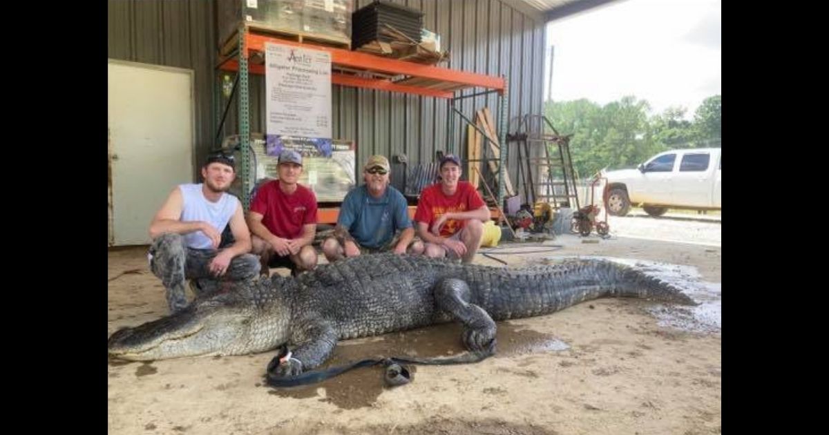 John Hamilton, Todd Hollingsworth, Landon Hollingsworth and Drew Barryhill pose with the monster alligator they found near Vicksburg, Mississippi.