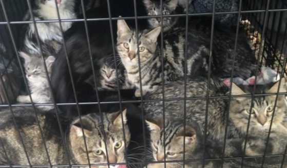 An animal control officer in Muncie, Indiana, found 15 cats abandoned in a crate on the side of a road on Sunday.