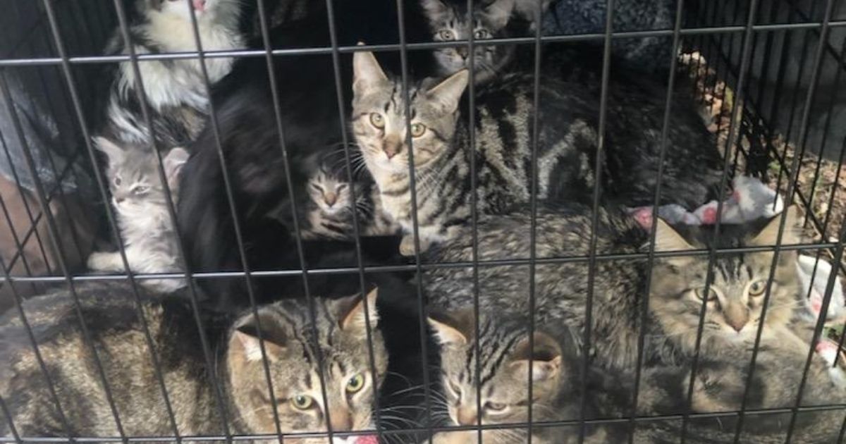 An animal control officer in Muncie, Indiana, found 15 cats abandoned in a crate on the side of a road on Sunday.
