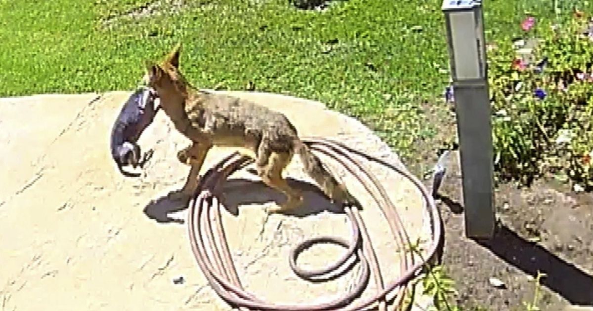 This screen shot shows the moment a coyote grabs a Chihuahua from its backyard.