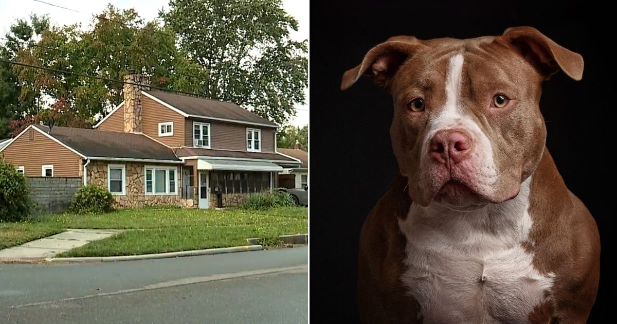 At left is the house in Akron, Ohio, where a child was killed by pit bulls on Sunday. At right is a stock photo of a pit bull.