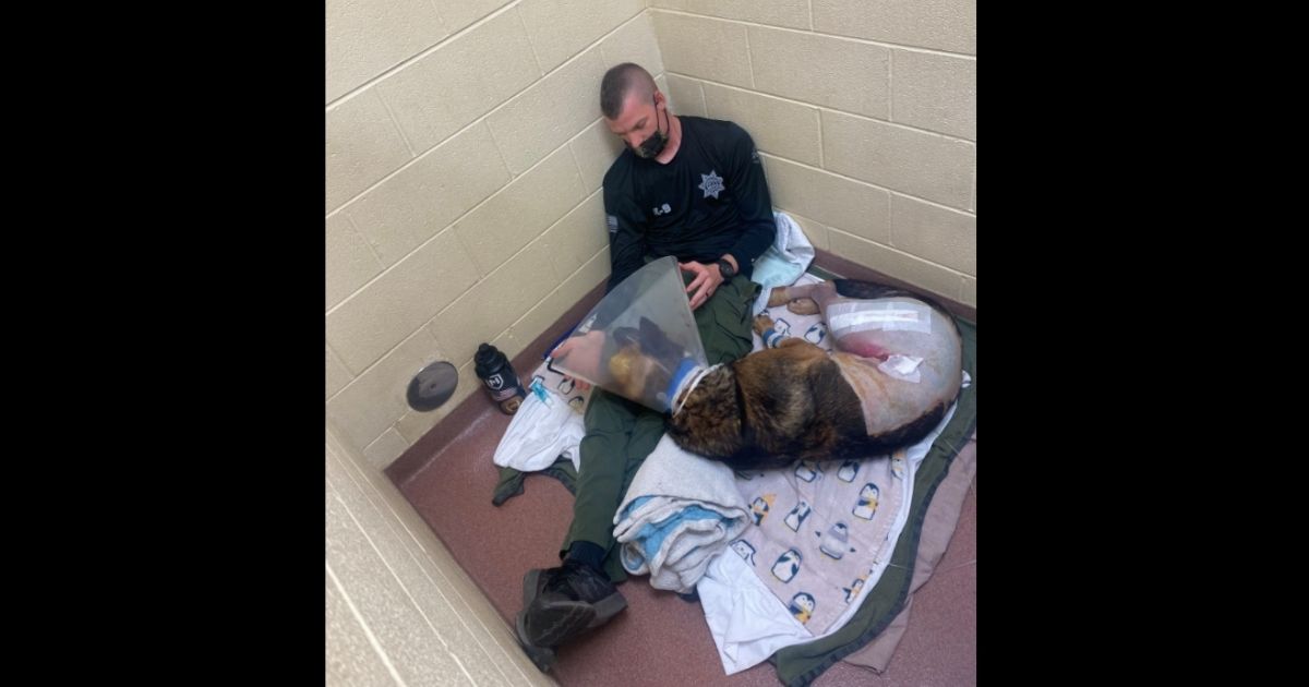 K9 Nikos recovers in the Upstate Vet Emergency + Specialty Care hospital in Greenville, South Carolina.