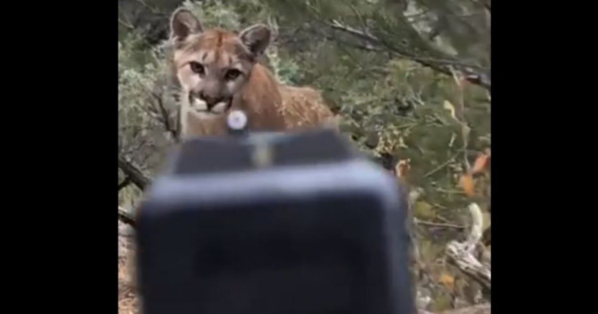 A mountain lion came across a man, who claims he then shot the animal in self defense.