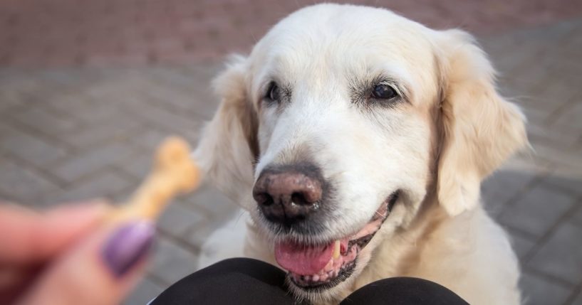 An older Labrador retriever is seen getting a treat in the stock image above.
