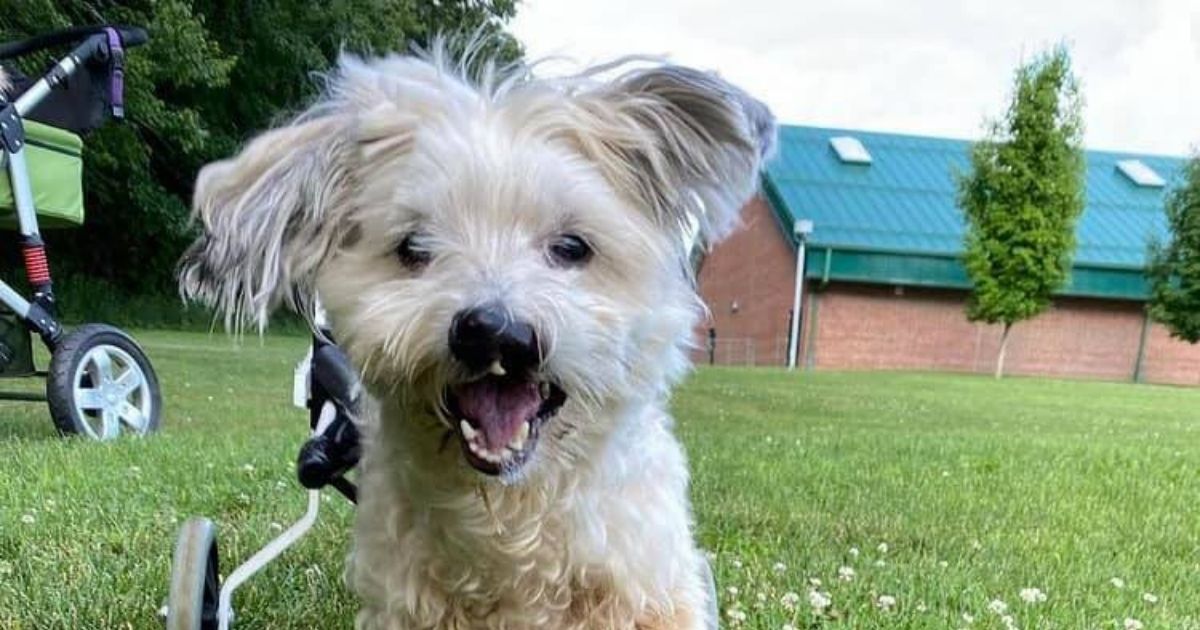 Penelope, an 8-year-old wheaten terrier and poodle mix, is looking for a forever home.