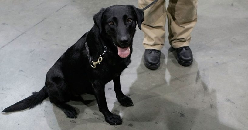 If Sen. Chuck Schumer has his way, Transportation Security Administration canines like Susie, seen in this file photo from July 2008 at Virginia's Dulles International Airport, will fill in any employment gaps after the Nov. 22 federal vaccine deadline passes. As of Wednesday, only about 60 percent of TSA employees had been vaccinated.