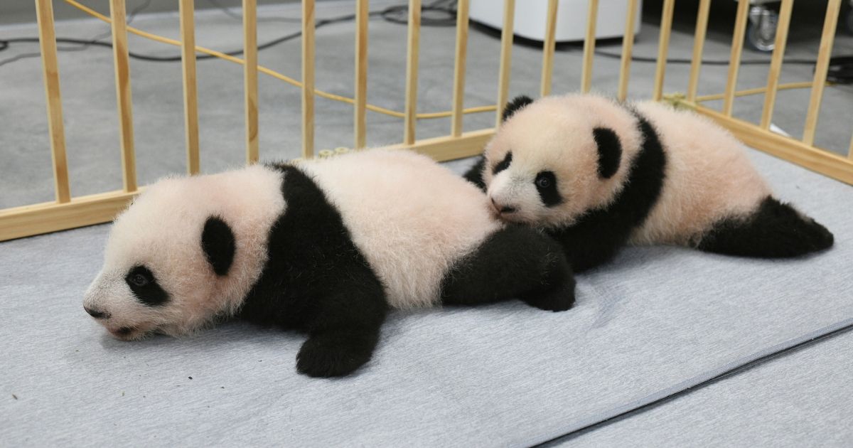 A photo taken on Friday shows Panda Twins Xiao Xiao and Lei Lei of the Tokyo Zoological Park Society.