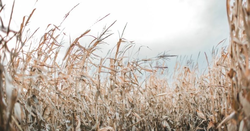 A stock photo shows corn stalks in a field blowing in the wind.