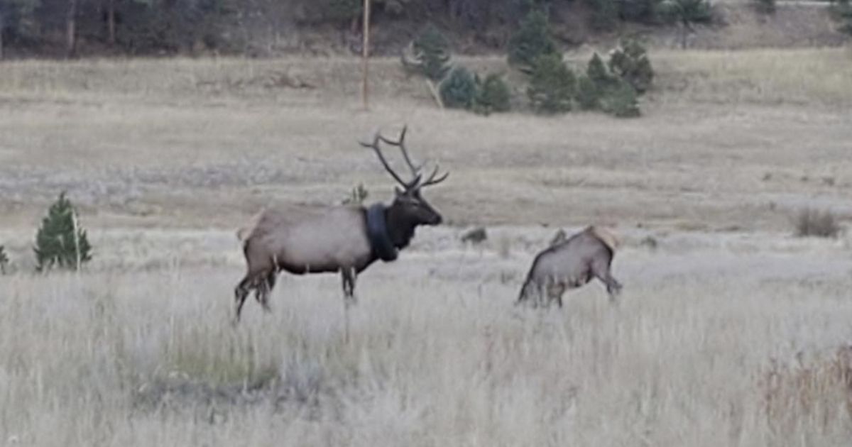 A photo provided by Colorado Parks and Wildlife shows the elk wandering the hils with a car tire around its neck.