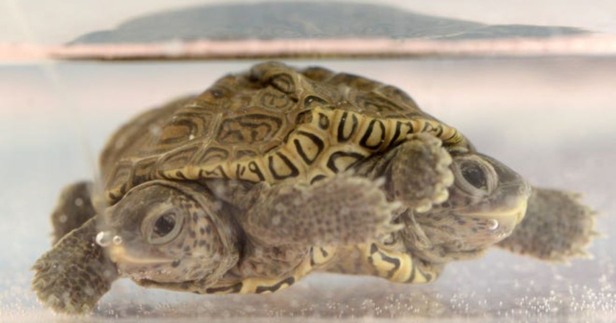 A two-headed diamondback terrapin hatchling sits in a holding tank at the Birdsey Cape Wildlife Center.