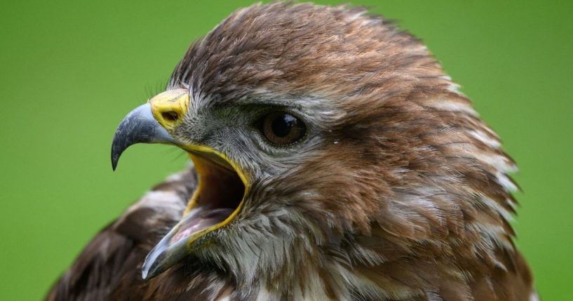 A Eurasian Buzzard is seen at the British Falconry Fair at the National Center for Birds of Prey at Duncombe Park in northern England on June 27.