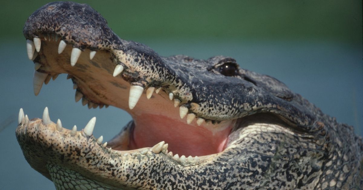 A stock photo shows a close-up image of an alligator.