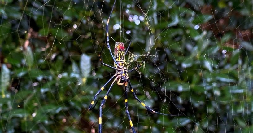 A Joro spider sits on a web in Johns Creek, Georgia, on Sunday.