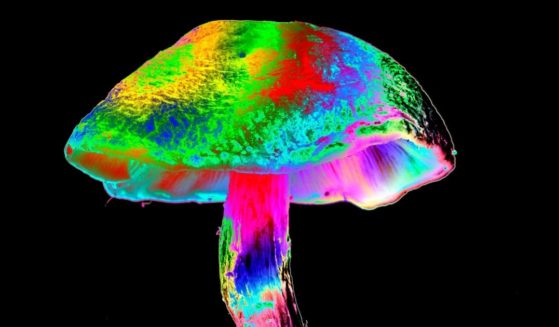 A stock photo shows a computer-enhanced image of a magic mushroom.