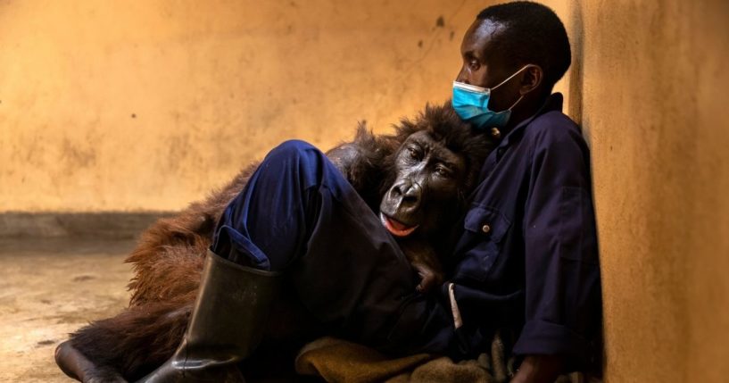 Mountain gorilla Ndakasi is seen sitting with her caregiver on Sept. 21.