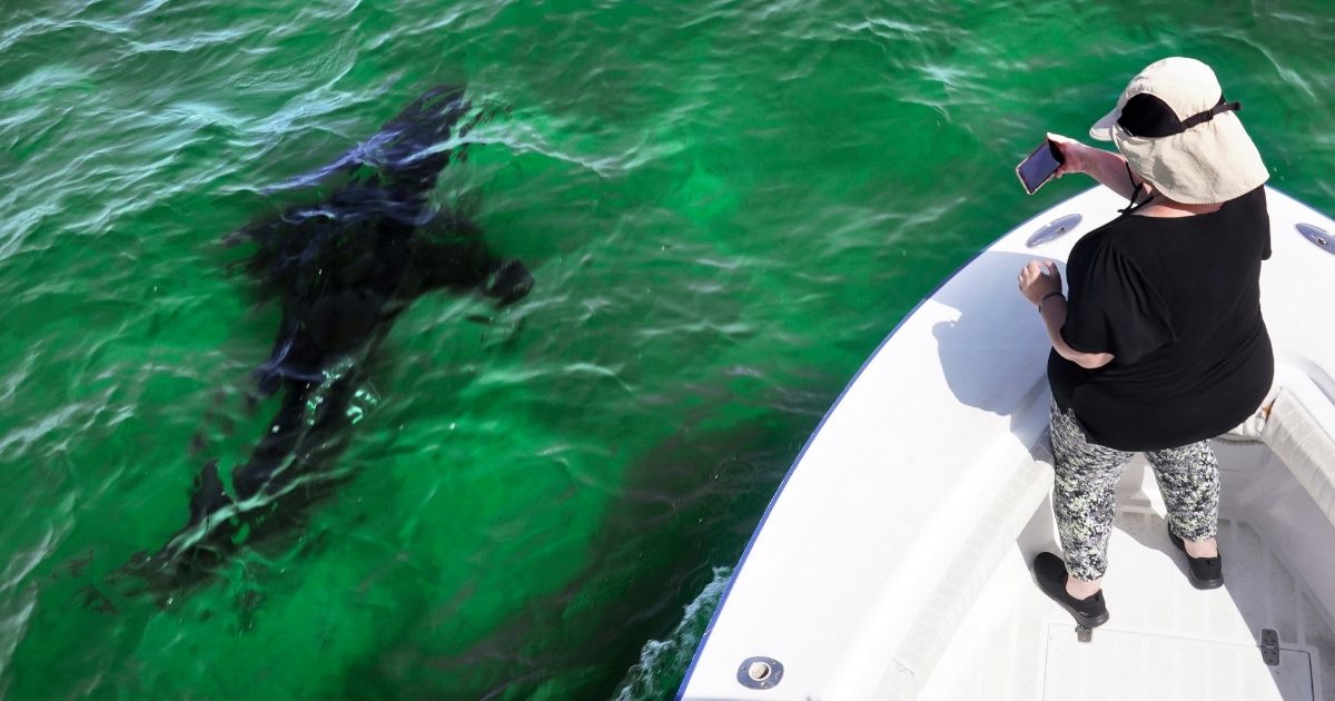 Mindi Moran, a tourist in Cape Cod, Massachusetts, goes shark watching on Aug. 17.