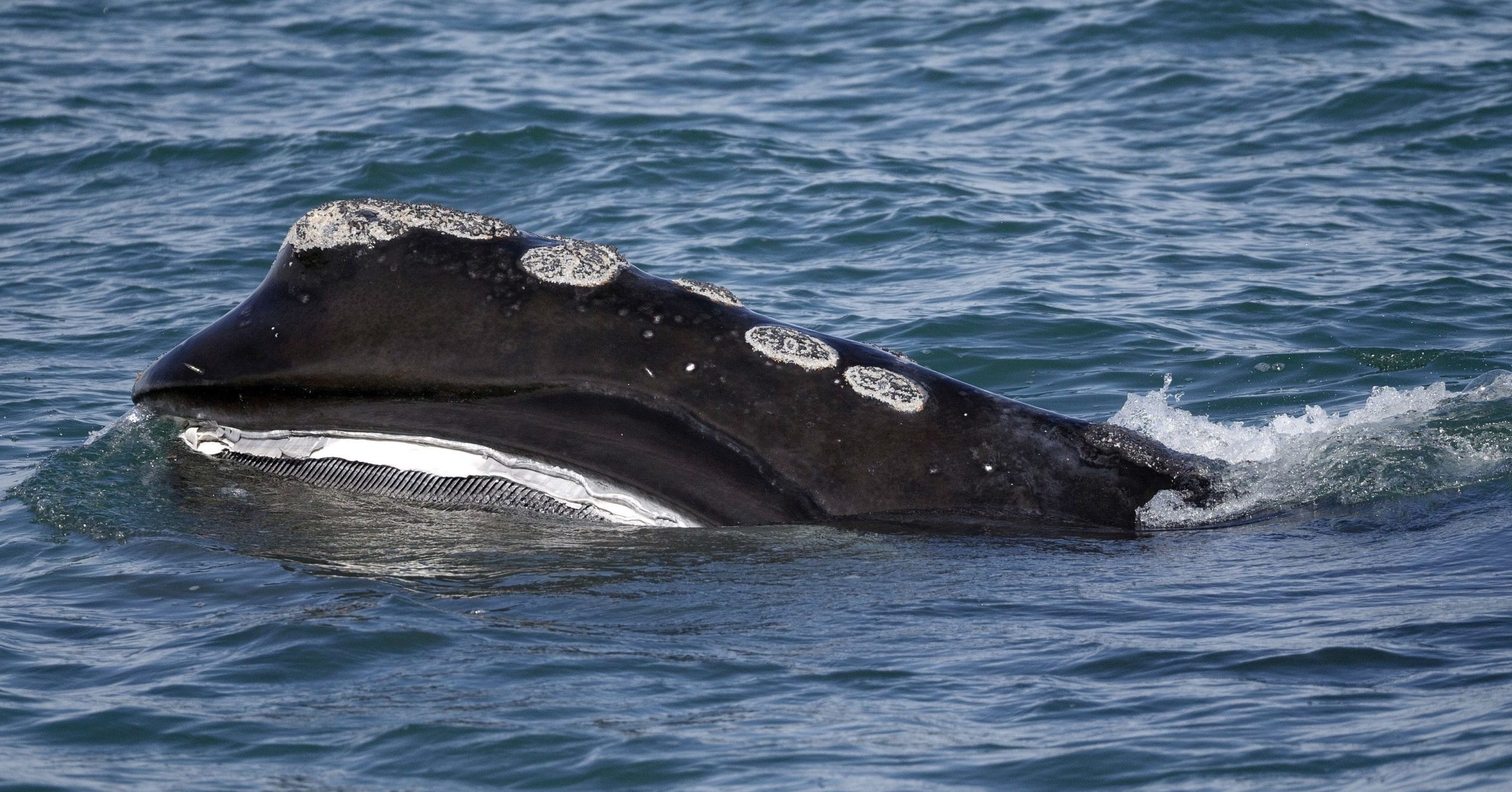 In this March 28, 2018, file photo, a North Atlantic right whale feeds on the surface of Cape Cod bay off the coast of Plymouth, Massachusetts