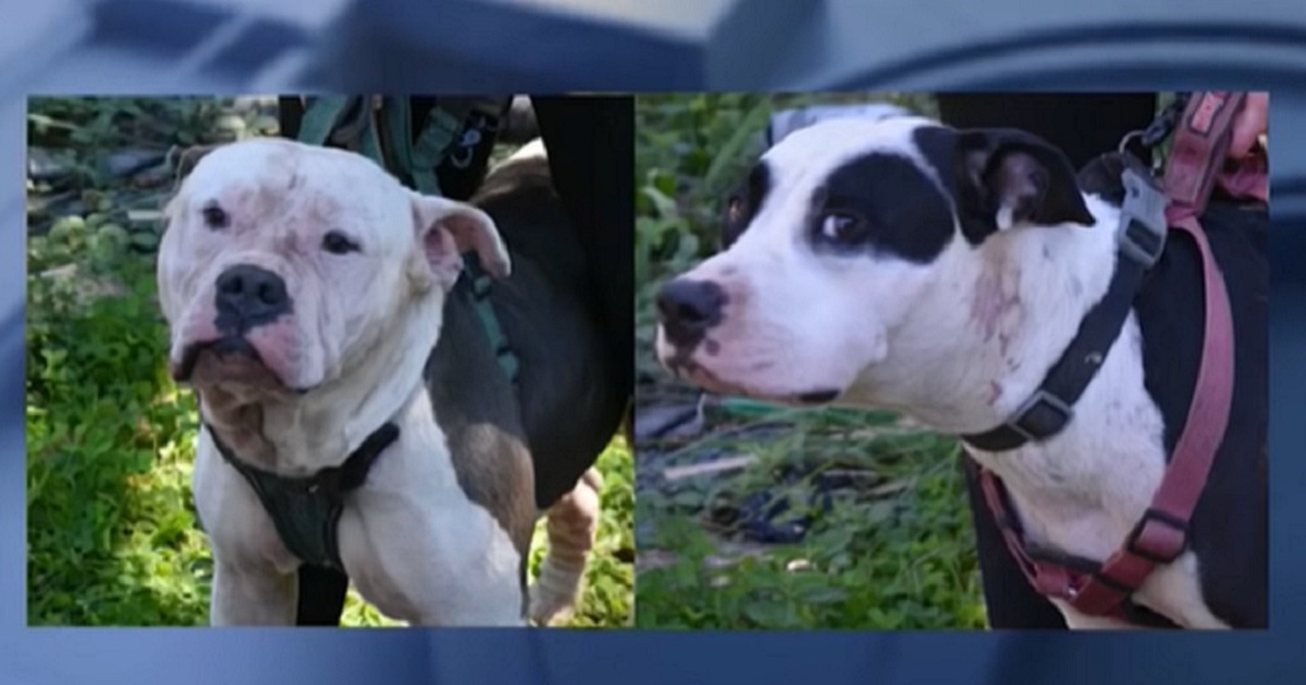 Two dogs involved in the death of an apparent home intruder whose body was found in Newnan, Georgia, Sept. 24.