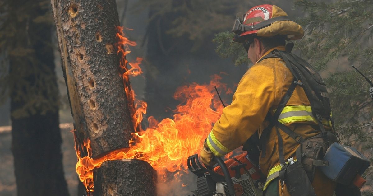San Jose fire captain Brett Blean uses a chainsaw to cut down a tree that is on fire while battling the Dixie Fire on Aug. 12, 2021, near Westwood, California. Firefighters and landscapers are scoffing at a new state law that proposes to ban small gas-powered tools like chainsaws and lawn mowers in favor of their electric counterparts, which many say are overpriced and underpowered.