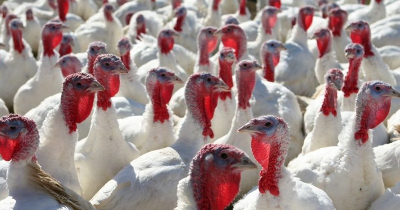 Turkeys are seen in this stock image.