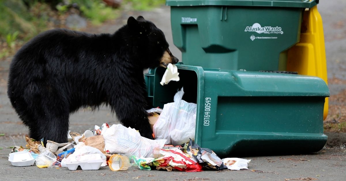 A black bear goes through a residential garbage can in Anchorage, Alaska, on July 12.