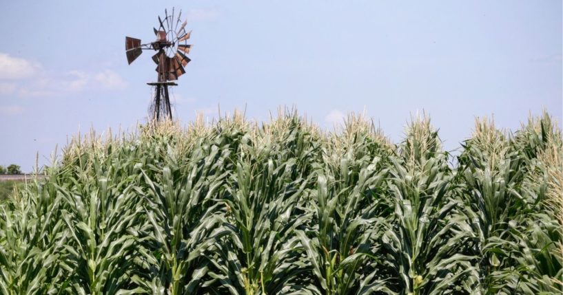 A field of corn grows in front of an old windmill in Pacific Junction, Iowa in this file photo from July 2018. A proposed pipeline would transport carbon dioxide across several Midwestern states in an attempt to keep it from being released into the atmosphere.