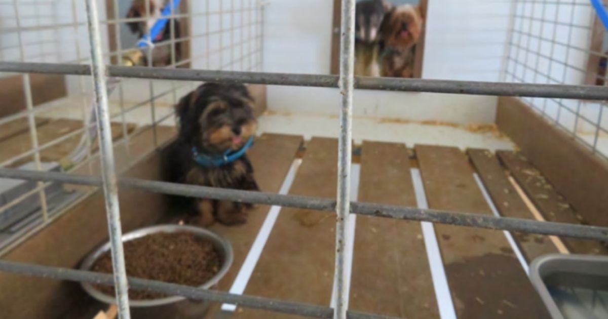 Iowa dog breeder Daniel Gingerich has surrendered over 500 dos to a rescue organization.
