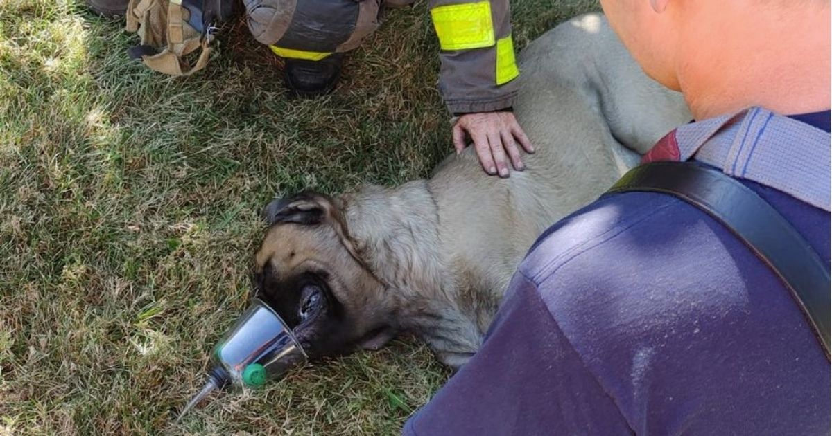 First responders work to save a mastiff that had been trapped in a burning building.
